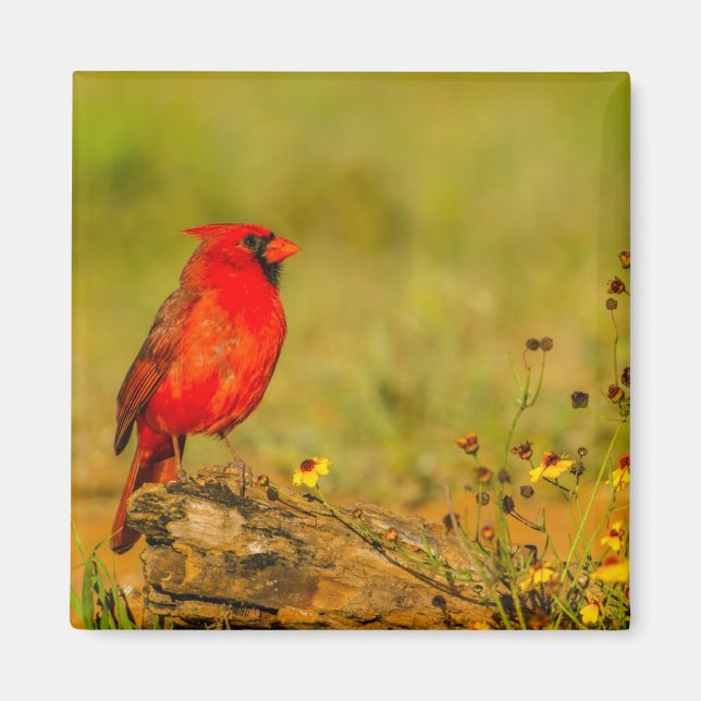 Male Cardinal on Log Magnet (Front)