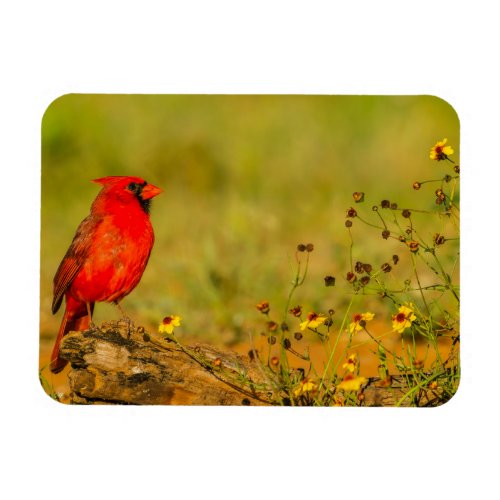 Male Cardinal on Log Magnet