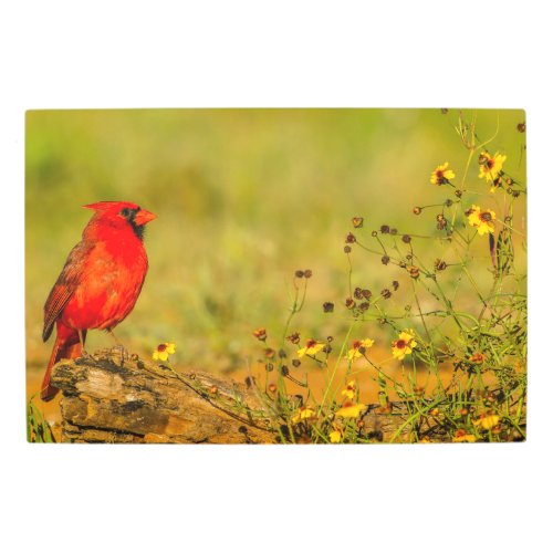 Male Cardinal on Log Metal Print