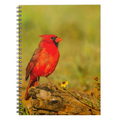 Male Cardinal on Log Notebook