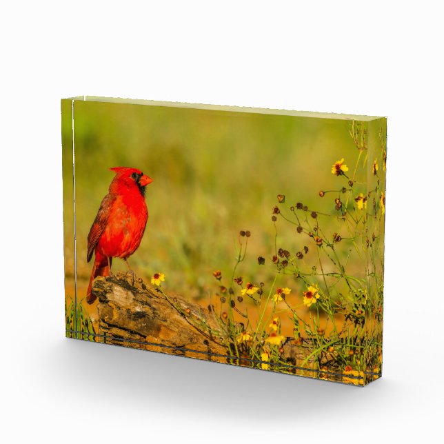 Male Cardinal on Log Photo Block (Right)