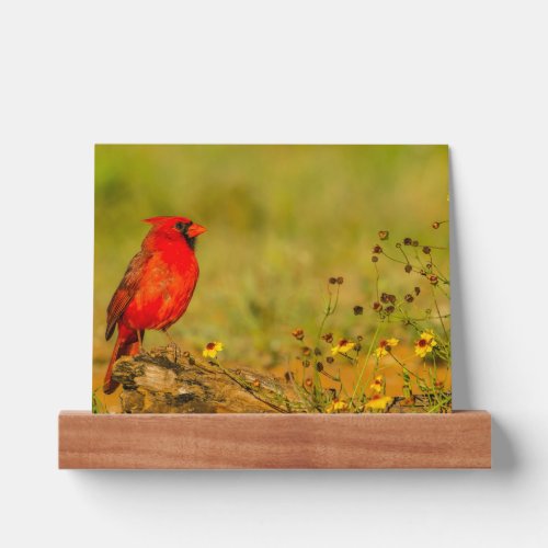 Male Cardinal on Log Picture Ledge