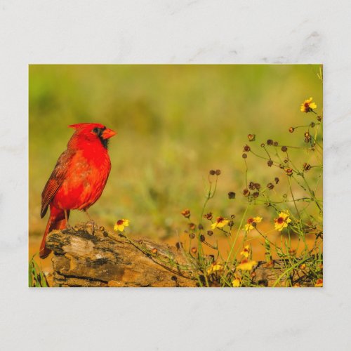 Male Cardinal on Log Postcard