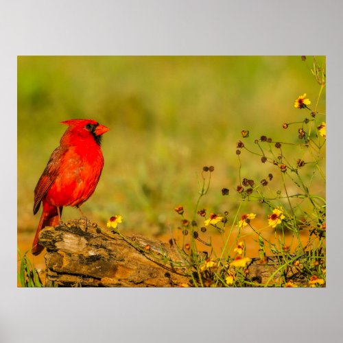 Male Cardinal on Log Poster