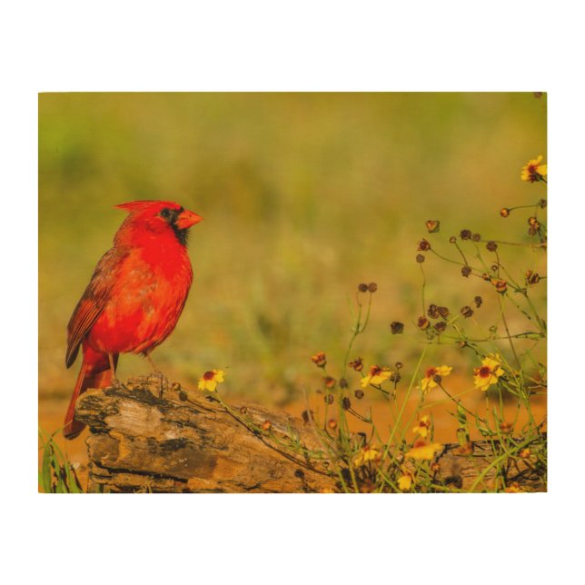 Male Cardinal on Log Wood Wall Art (Front)