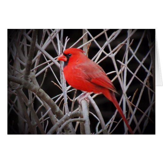 Male Cardinal Red - Bird Cards (Front Horizontal)
