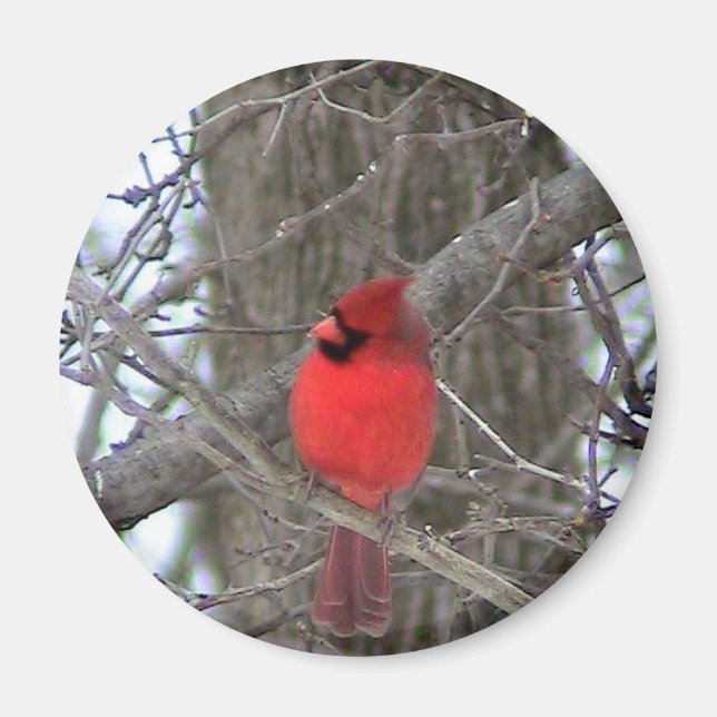 Male Cardinal side view Magnet (Front)