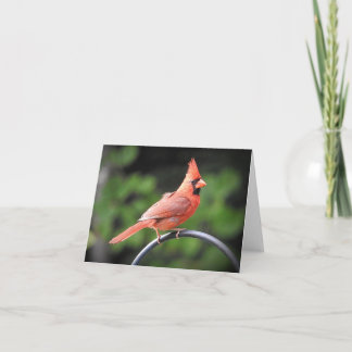 Male Cardinal stopping in to say hi blank inside Card