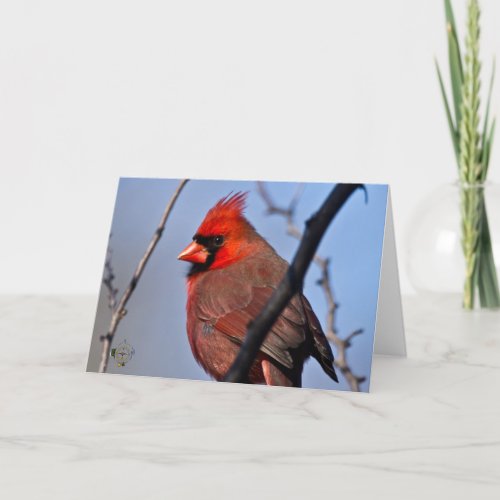 Male Cardinal Winter Trees Lee Hiller Photography Card