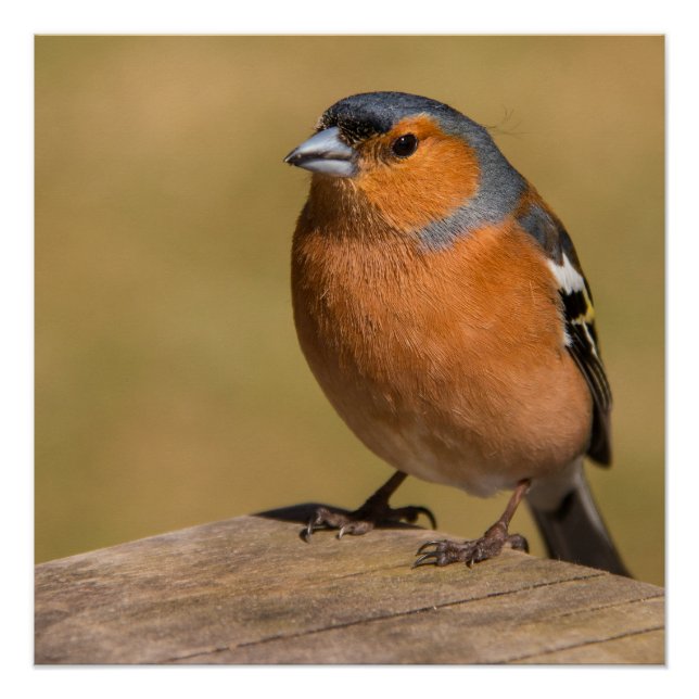 Male Chaffinch Poster/Print Poster (Front)