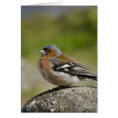 Male Chaffinch (WILD: Fringilla coelebs) (Front)