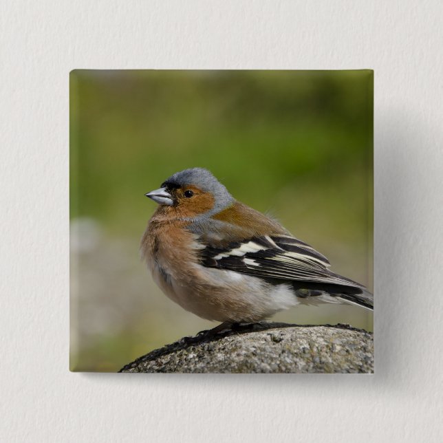 Male Chaffinch (WILD: Fringilla coelebs) Pinback Button (Front)
