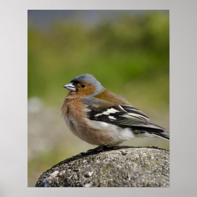 Male Chaffinch (WILD: Fringilla coelebs) Poster (Front)