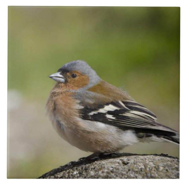 Male Chaffinch (WILD: Fringilla coelebs) Tile (Front)