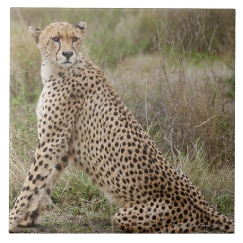male Cheetah Acinonyx jubatus Serengeti Tile