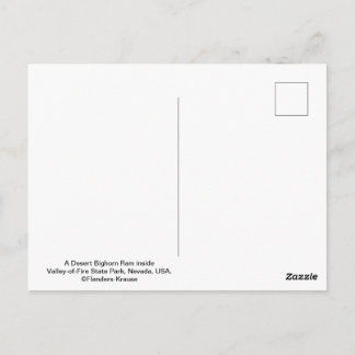 Male Desert Bighorn Sheep - III Postcard