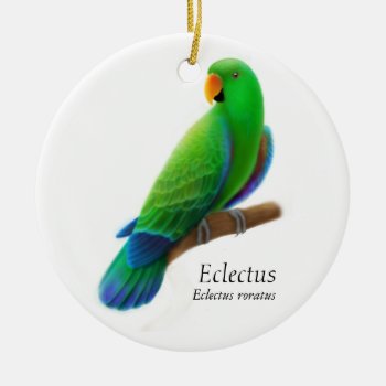 Male Eclectus Parrot Ornament by ornamentation at Zazzle