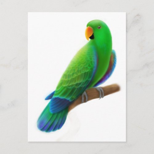 Male Eclectus Postcard