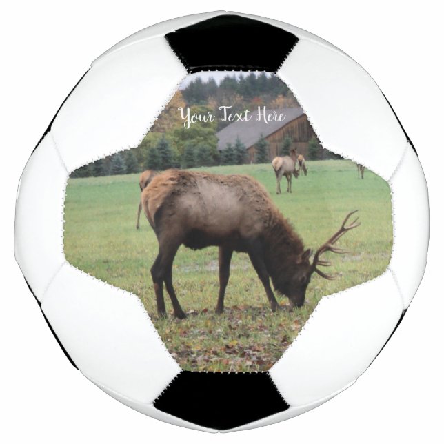 Male Elk Antlers Grazing in Grass Barn Photo Soccer Ball (Front)