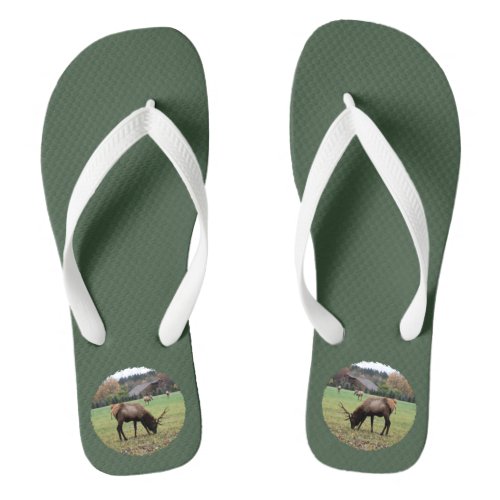 Male Elk Antlers Photo Grazing in Field Green Flip Flops