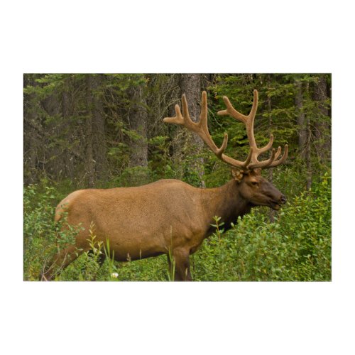 Male Elk  Banff National Park Alberta Canada Acrylic Print