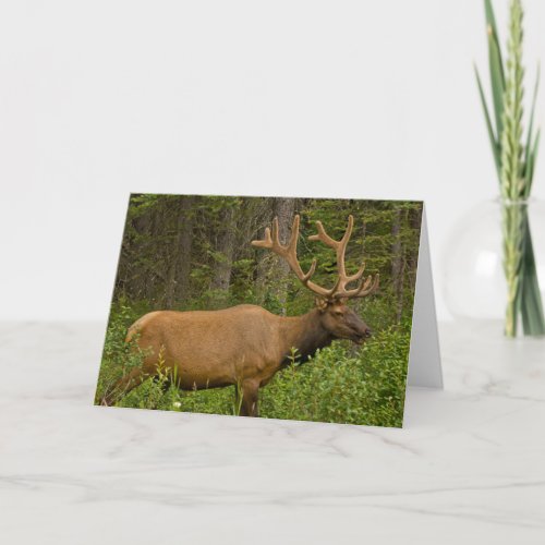 Male Elk  Banff National Park Alberta Canada Card