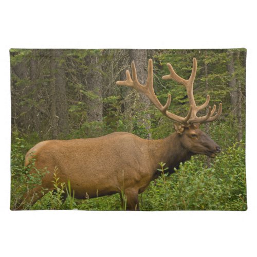 Male Elk  Banff National Park Alberta Canada Cloth Placemat