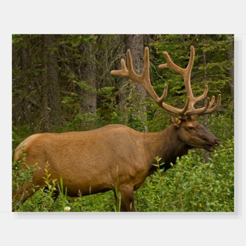 Male Elk  Banff National Park Alberta Canada Foam Board