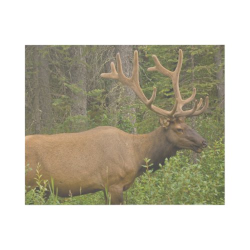 Male Elk  Banff National Park Alberta Canada Gallery Wrap