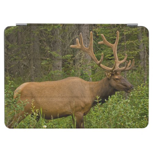 Male Elk  Banff National Park Alberta Canada iPad Air Cover