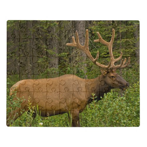 Male Elk  Banff National Park Alberta Canada Jigsaw Puzzle
