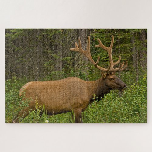 Male Elk  Banff National Park Alberta Canada Jigsaw Puzzle