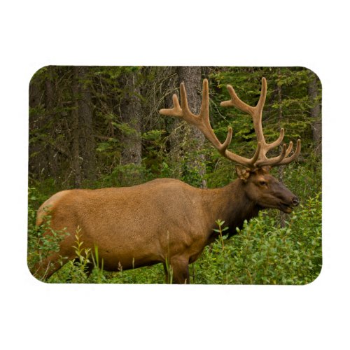 Male Elk  Banff National Park Alberta Canada Magnet
