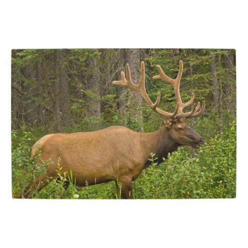 Male Elk  Banff National Park Alberta Canada Metal Print
