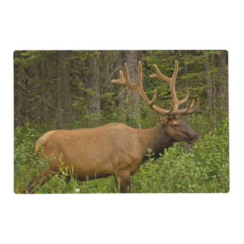 Male Elk  Banff National Park Alberta Canada Placemat