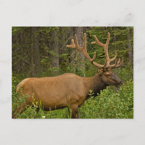 Male Elk  Banff National Park Alberta Canada Postcard