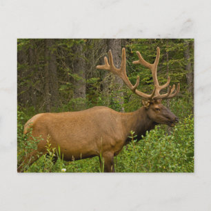Male Elk Banff National Park, Alberta, Canada Postcard
