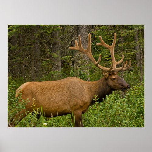 Male Elk  Banff National Park Alberta Canada Poster