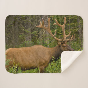 Male Elk Banff National Park, Alberta, Canada Sherpa Blanket