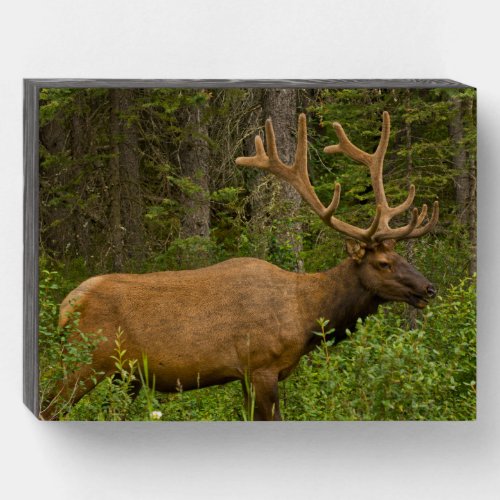Male Elk  Banff National Park Alberta Canada Wooden Box Sign