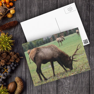 Male Elk Photograph Antlers Field Autumn Postcard