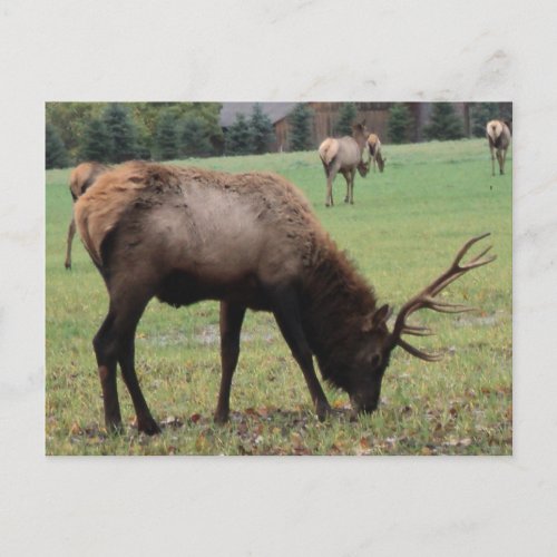 Male Elk Photograph Antlers Field Autumn Postcard