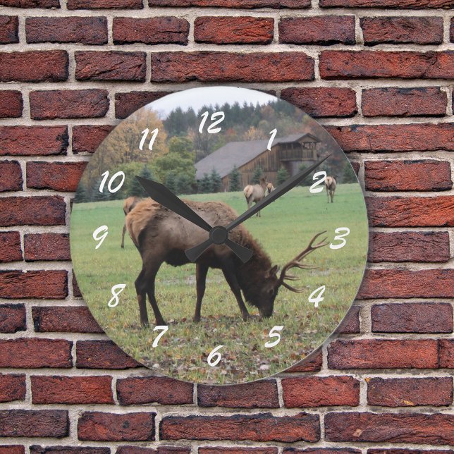Male Elk Photograph Antlers Field Autumn Round Clock (Photograph of male elk grazing in grassy field by barn in fall on a wall clock.)