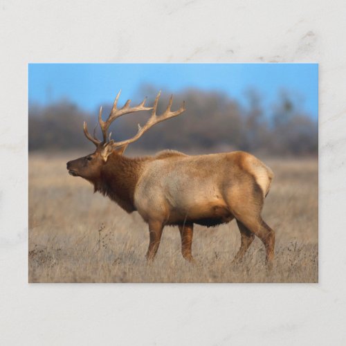 Male elk profile in autumn postcard