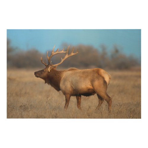 Male elk profile in autumn wood wall art