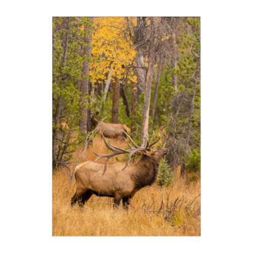 Male elk  Rocky Mountain National Park Colorado Acrylic Print