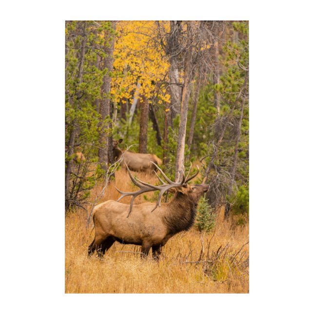 Male elk | Rocky Mountain National Park, Colorado Acrylic Print (Front)