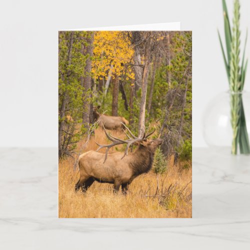 Male elk  Rocky Mountain National Park Colorado Card