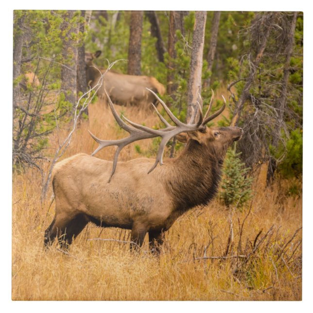 Male elk | Rocky Mountain National Park, Colorado Ceramic Tile (Front)