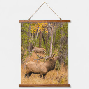 Male elk   Rocky Mountain National Park, Colorado Hanging Tapestry
